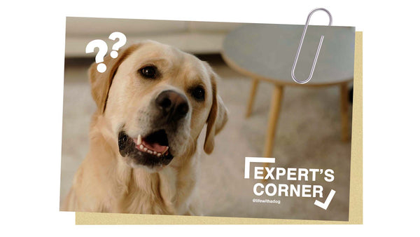 Dog Expert's Corner: Why is mental stimulation important for dogs?