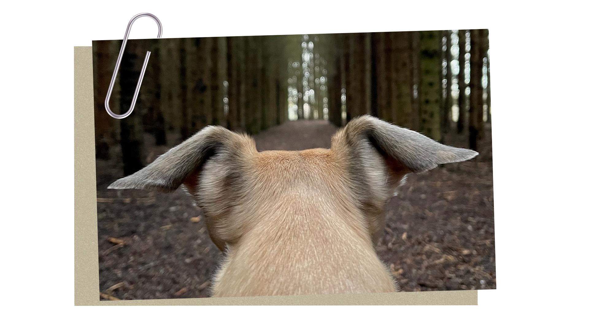 Is your dog scared of loud noises? Here's how you can help them with s
