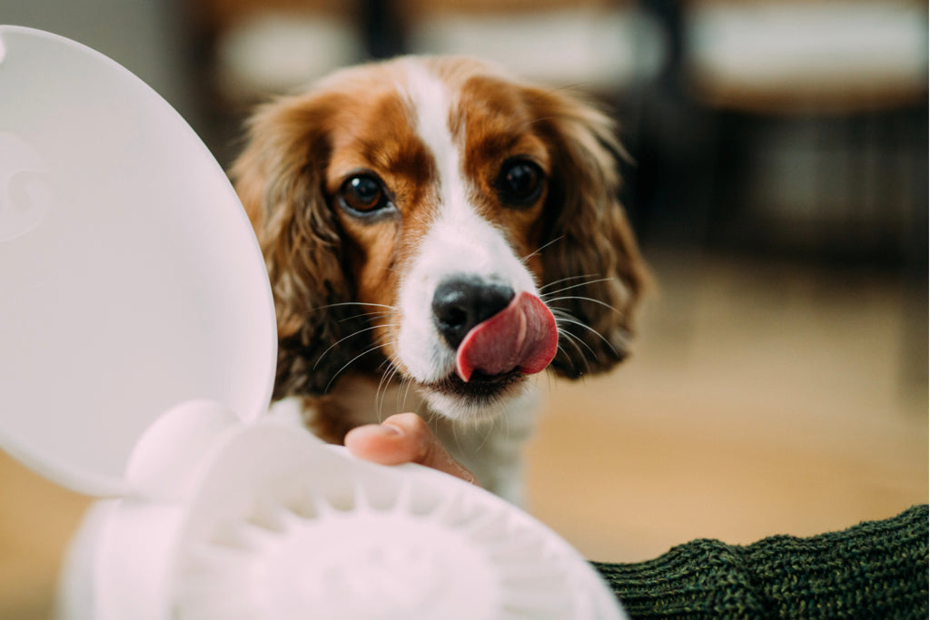 DIY GAMES – Go Dogo