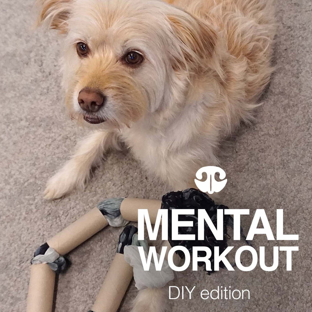 DIY GAMES – Go Dogo